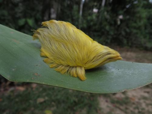 A rare flannel moth found in Peru rainforest